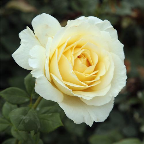 Rosa Iris Honey - blanco - Árbol de Rosas Híbrido de Té - rosal de pie alto- forma de corona tupida